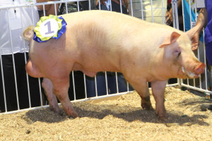 INFARCMO Landrace boar with record breaking index of 269.8