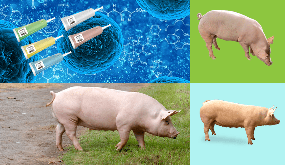 Swine Breeding and Genetics (Blue)